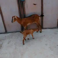 کهره با بچه نری