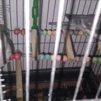 عروس هلندی نر و ماده سخنگو