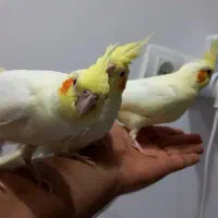 عروس هلندی شرط اهلی