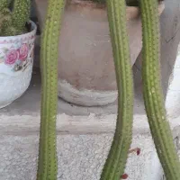 کاکتوس
