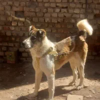 سگ خراسانی معاوضه باگوسفند