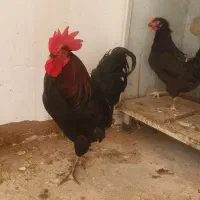 خروس سیاه