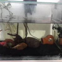 اکواریوم شیشه خم