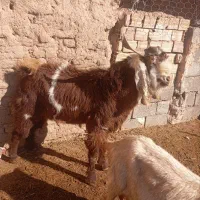 تکه تخمی دورگ اصل