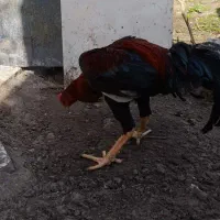 تخم مرغ لاری|حیوانات مزرعه|رشت, لاکان|دیوار