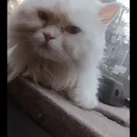 گربه گمشده|حیوانات|گرگان, |دیوار