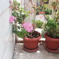 گل شمعدانی و گل ناز با گلدان