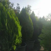 باغبان. طراح فضای سبز و نگهداری.هرس.کل کرج|خدمات باغبانی و درختکاری|کرج, شهرک نهال و بذر|دیوار