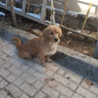 سگ پاکوتاه واکسن در دوره اول خورده قیمت4/5