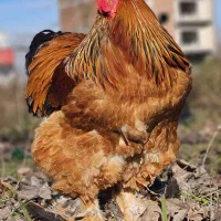 مرغ و خروس زینتی خیلی خاص