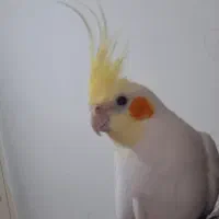 عروس هلندی لوتینو