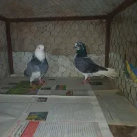 کبوتر پرشی|پرنده|ایجرود, |دیوار