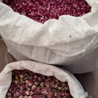 گل محمدی پر|گل و گیاه طبیعی|سقز, |دیوار