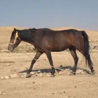 اسب فروشی|اسب و تجهیزات اسب‌سواری|دهدشت, |دیوار