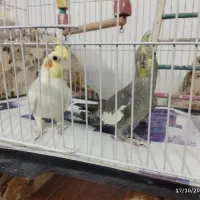 عروس هلندی جفت