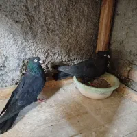 طوقی . سوسک آبادانی|پرنده|بافق, |دیوار