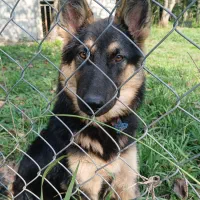 سگ ژرمن شپرد مو بلند پا خرگوشی ۶ ماهه