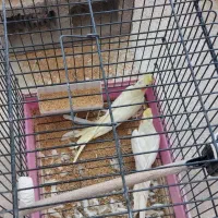 فروش جفت عروس هلندی|پرنده|آباده, |دیوار