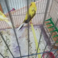 قناری رسمی بلند