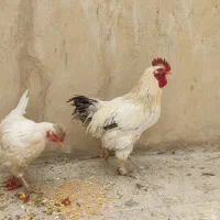 مرغ و خروس محلی