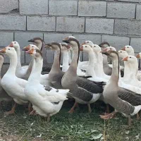 قوغاز لیندا و اوکراینی