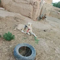 1سال|سگ|نصر آباد, |دیوار