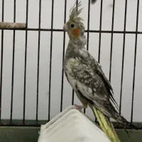 طوطی عروس /هلندی / سرلاک|پرنده|آمل, |دیوار