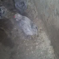 گلین|حیوانات مزرعه|کرمانشاه, |دیوار