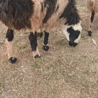 گوسفند|حیوانات مزرعه|هرسین, |دیوار