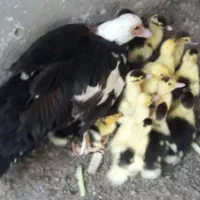 جوجه اردک اسراییلی