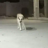 سگ گلهای|سگ|کرفتو, |دیوار