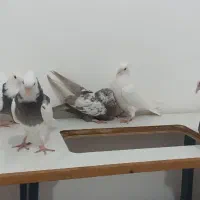 8عدد کبوتر جوجه|پرنده|کبودرآهنگ, |دیوار