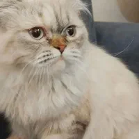 گربه اسکاتیش فولد لانگ هیر ماده