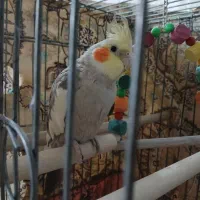 عروس هلندی نر