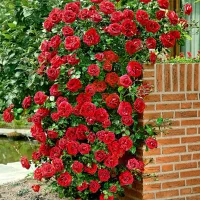 رز رونده