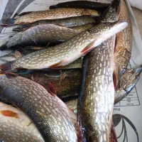 اردک ماهی|ماهی|بابل, |دیوار