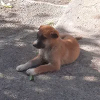 توله سرابی اصیل نرو ماده|سگ|کرج, فاز ۴ مهرشهر|دیوار