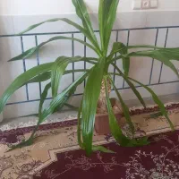 این گلهای سرسبز و قشنگ فروشی هستن|گل و گیاه طبیعی|لردگان, |دیوار