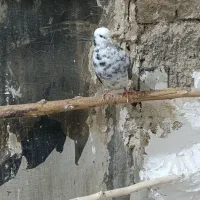 گلی|پرنده|اراک, |دیوار