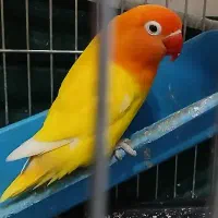 کوتوله (صورت هلویی،زرد )