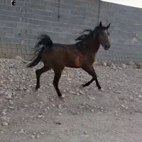 فروش اسب نریون کهره سیاوش رستمی