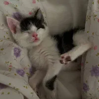 واگذاری میلو خانم|گربه|اردبیل, |دیوار