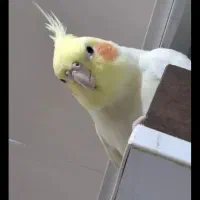 پرنده عروس هلندی ماده