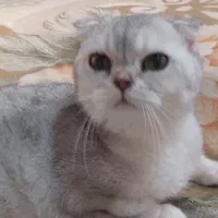 فروش گربه اسکاتیش و بریتیش بالغ|گربه|کرج, فاز ۴ مهرشهر|دیوار