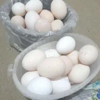 تخم مرغ محلی