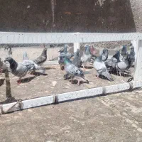 کفتر کبوتر پرشی اتم