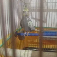 3عدد عروس هلندی|پرنده|یاسوج, |دیوار