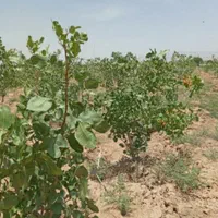 باغچه ۴۰۰متری ، دور فنس ، علی آباد ،فروش فوری