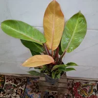 گلخانه آذرگُشَسْب گل‌های ارزان با کیفیت|گل و گیاه طبیعی|اصفهان, باغ فدک|دیوار