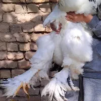 جوجه برهما لایت امپراطور و تخم نطفه دار  و ابریشمی